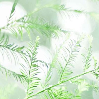 加勒比海战姬满v版下载